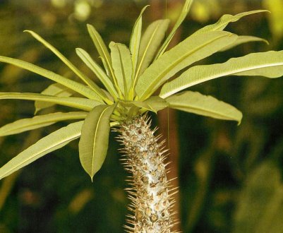 Пахіподіум Ламера: догляд в домашніх умовах