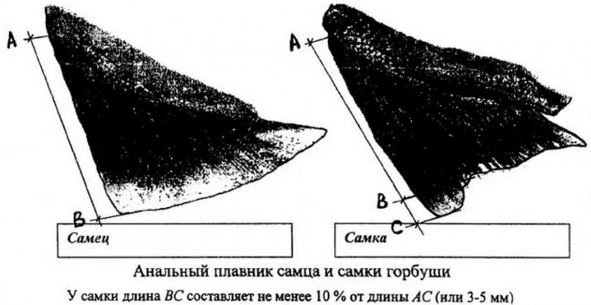 Анальный плавник самца и самки горбуши Анальный плавник самца и самки горбуши
