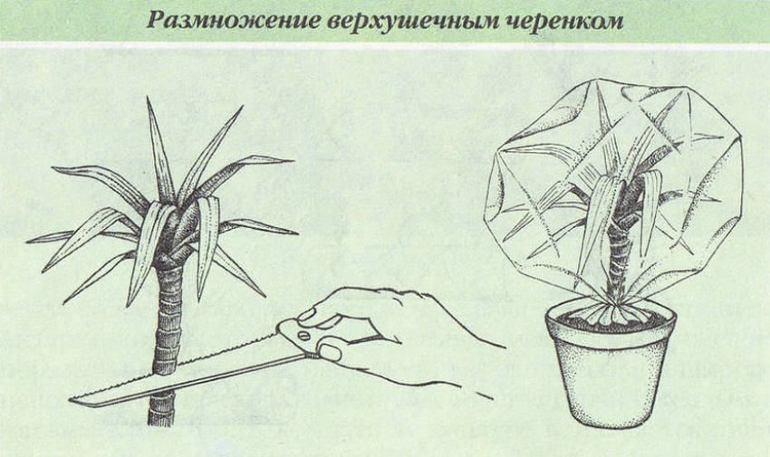 Розмноження верхівковими живцями Розмноження верхівковими живцями