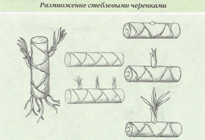 Размножение растений стеблевыми черенками фото