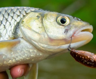 Коли краще ловити головня