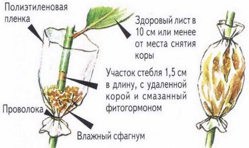 Размножение воздушными отводками Размножение воздушными отводками