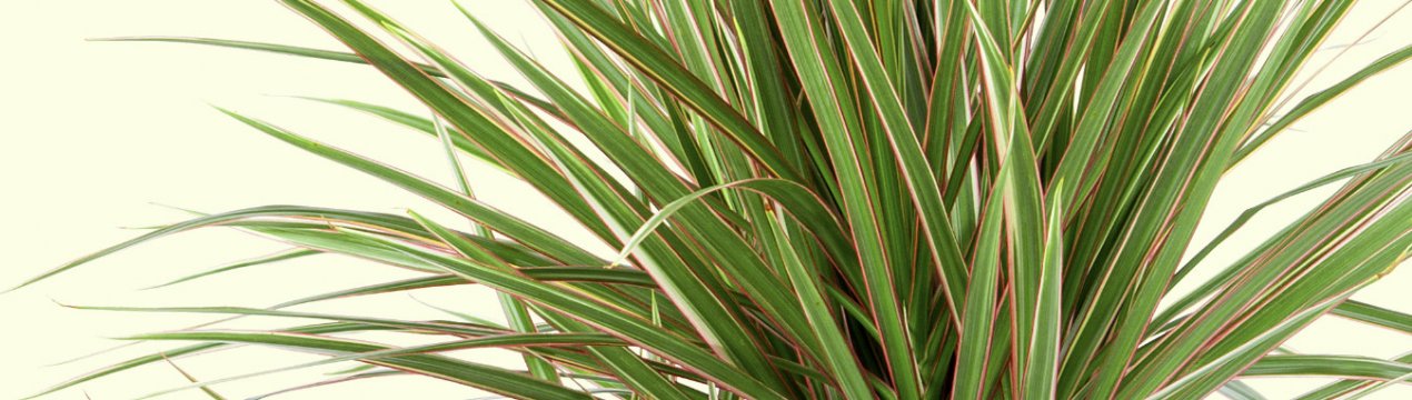 Вирощування, розмноження і подальший догляд за драценою в домашніх умовах