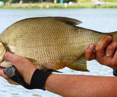 Як зварити пшоно для прикорму ляща при риболовлі на фідер