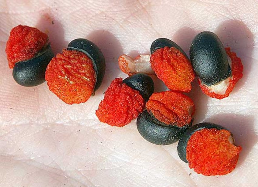 Насіння клеродендрума томпсона Насіння клеродендрума томпсона