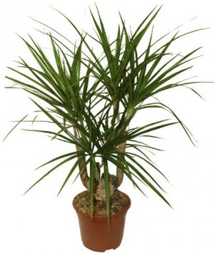 Драцена Драцена