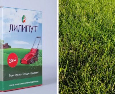 Опис і характеристики газонної трави Ліліпут
