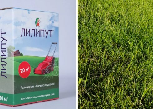 Опис і характеристики газонної трави Ліліпут