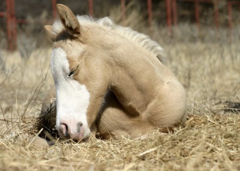 Як, скільки і в якому положенні сплять коні