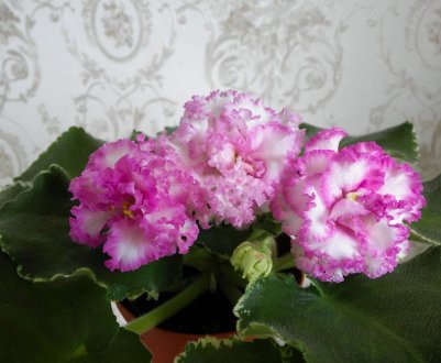 Фіалка Ізольда: догляд в домашніх умовах