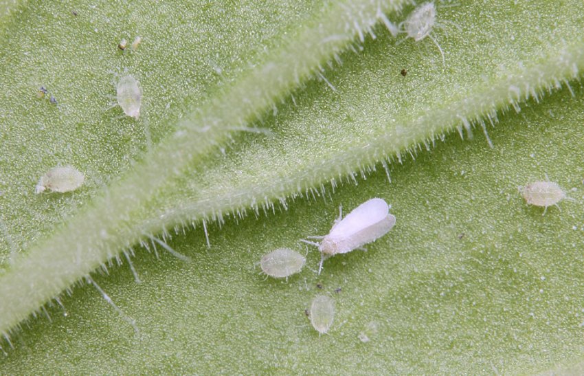 Білокрилка Білокрилка