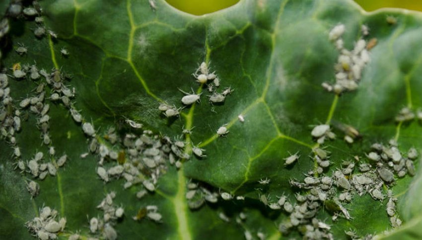 Попелиця Попелиця