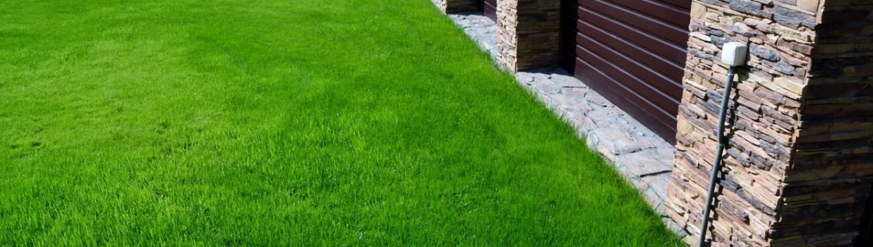 Опис і вирощування червоної овісниці як газону