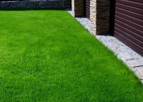 Опис і вирощування червоної овісниці як газону