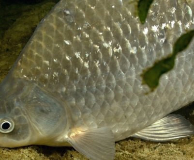 Опис, характеристики та ловля срібного карася