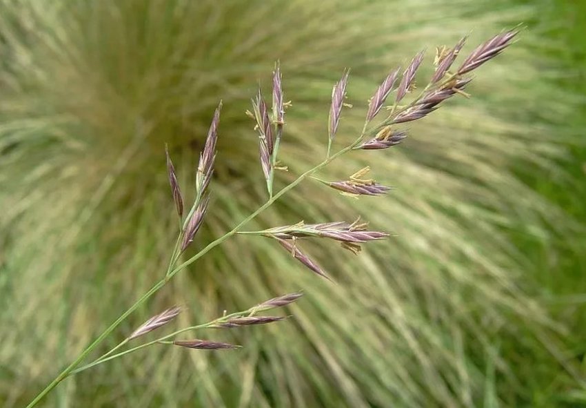 Червона (Festuca rubra rubra)