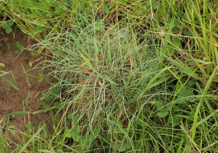 Волосяниста (Festuca rubra trichophylla)