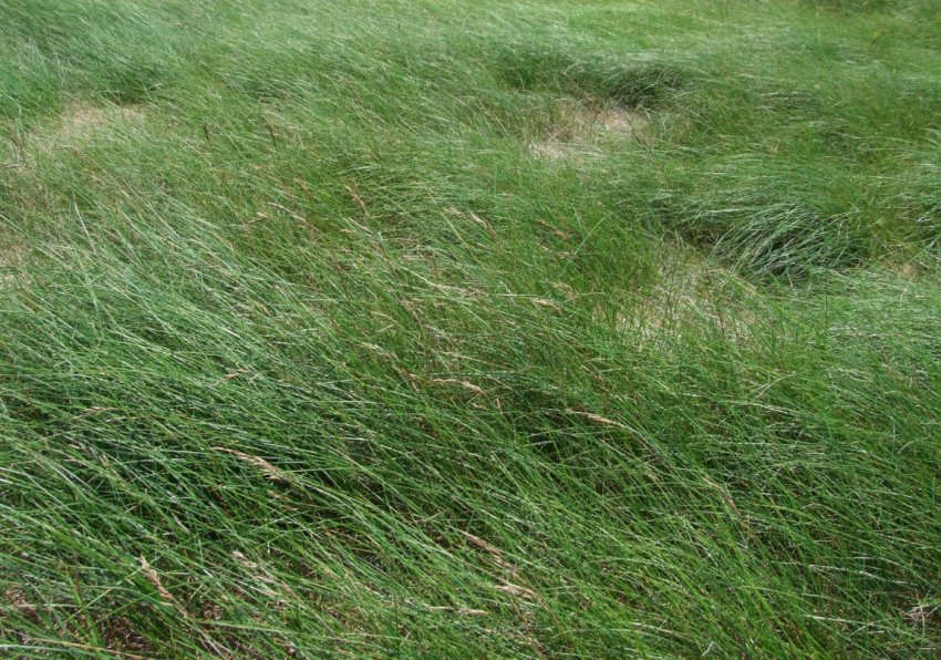 Жорстка (Festuca rubra commutata)