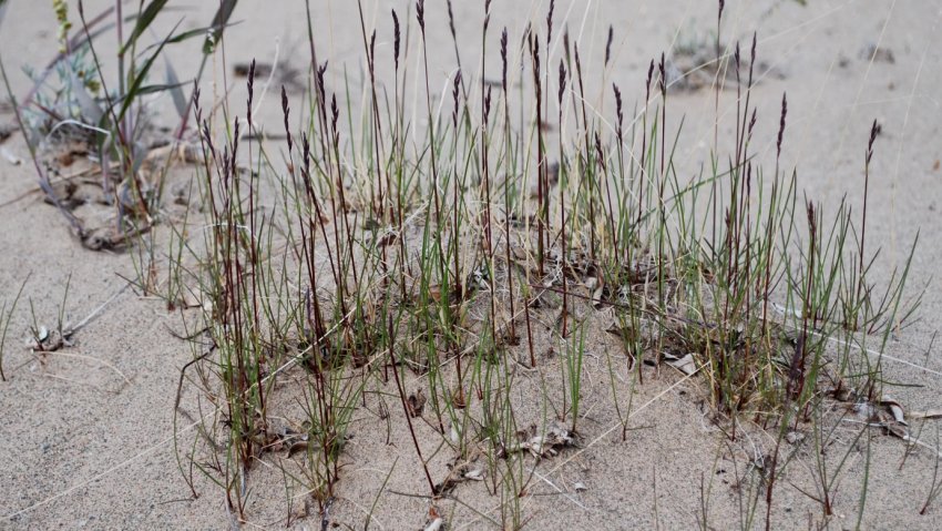 Арктична (Festuca rubra arctica)