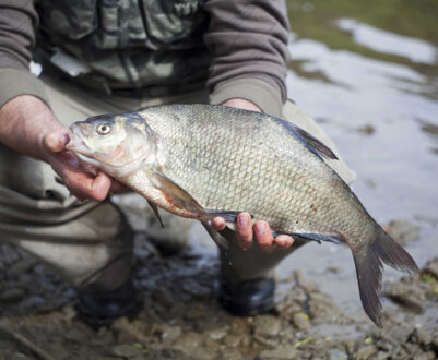 Опис і характеристика риби лящ