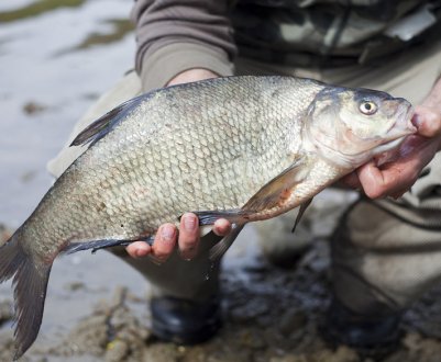 Особливості лову ляща у вересні