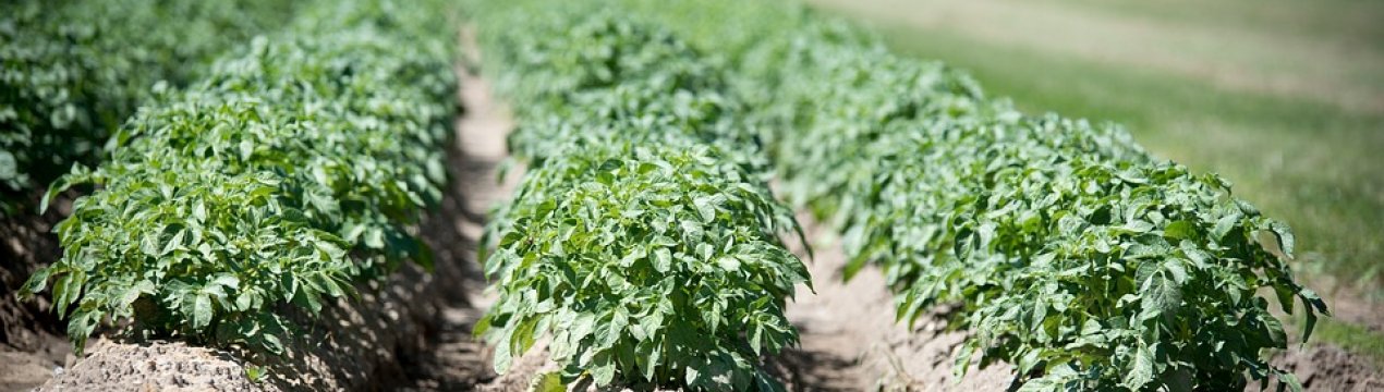 Італія може залишитися без врожаю картоплі