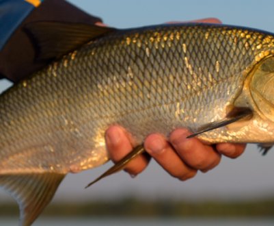 Риба жерех: кістлява чи ні