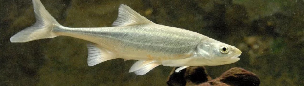 Як ловити жереха в серпні