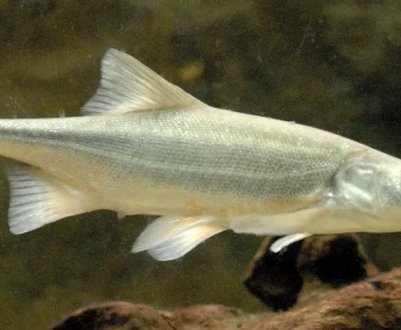 Як ловити жереха в серпні