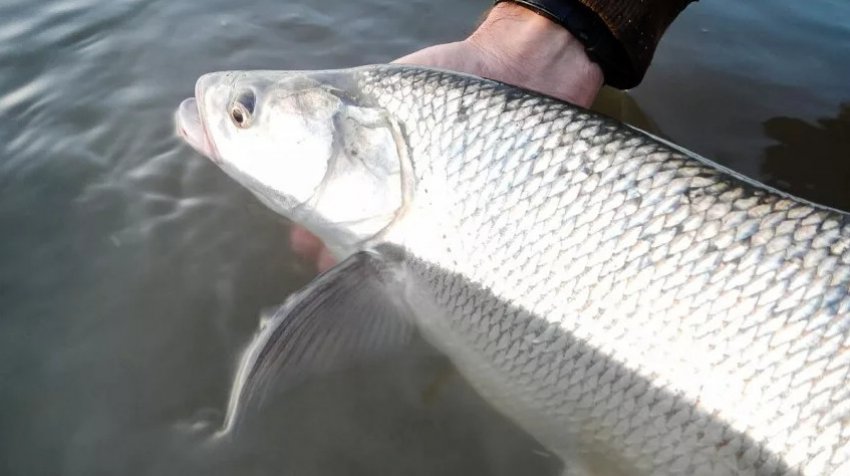 Жерех Жерех