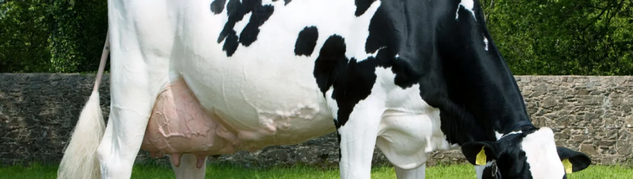 Голландская порода молочных коров : описание, уход и кормление