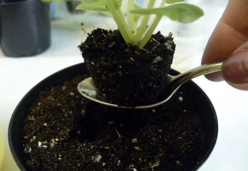 Пересадка фіалок Пересадка фіалок