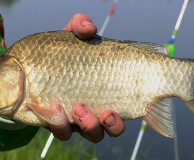 Оптимальний атмосферний тиск для риболовлі на карася
