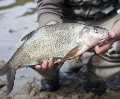 Як ловити ляща у вересні на фідер