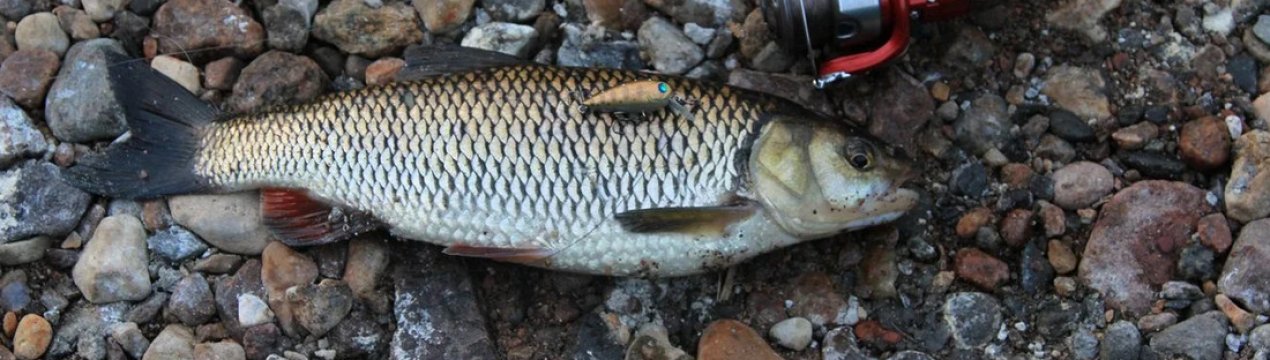 Осіння ловля жереха на спінінг