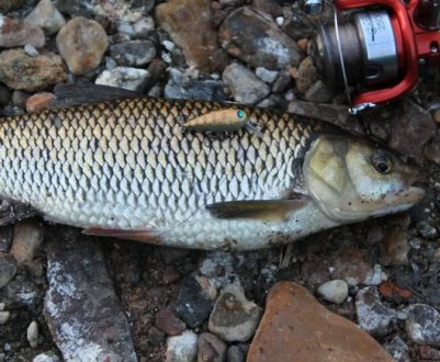 Осіння ловля жереха на спінінг