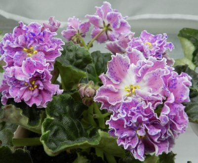 Фіалка Розмарі: догляд в домашніх умовах