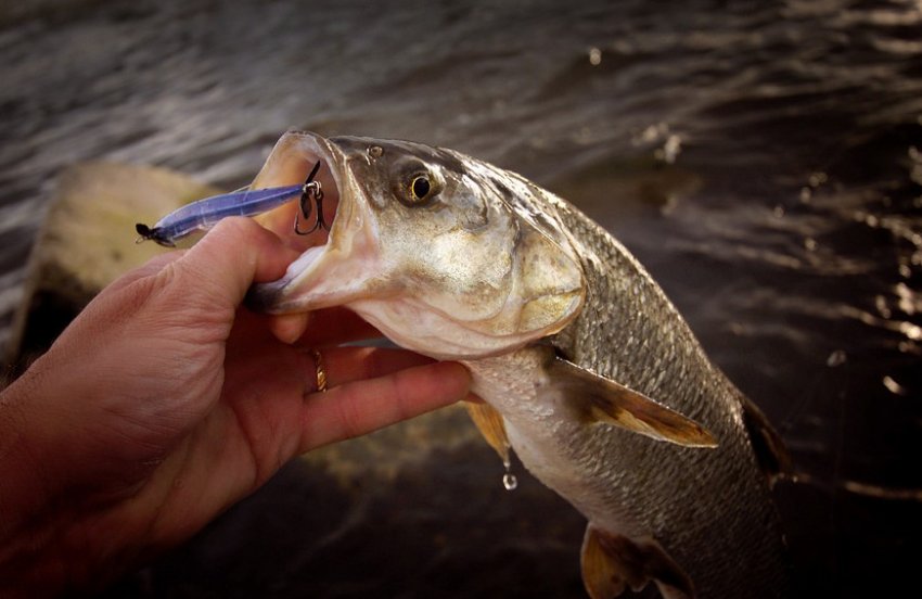 Осіння риболовля на жереха Осіння риболовля на жереха