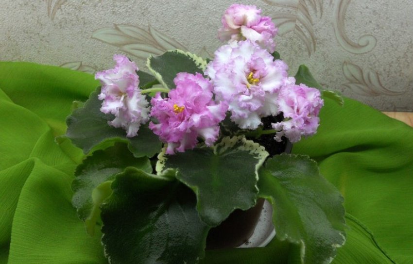 Температурний режим