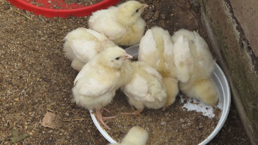 Вирощування бройлерів в домашніх умовах для початківців: з чого почати ...