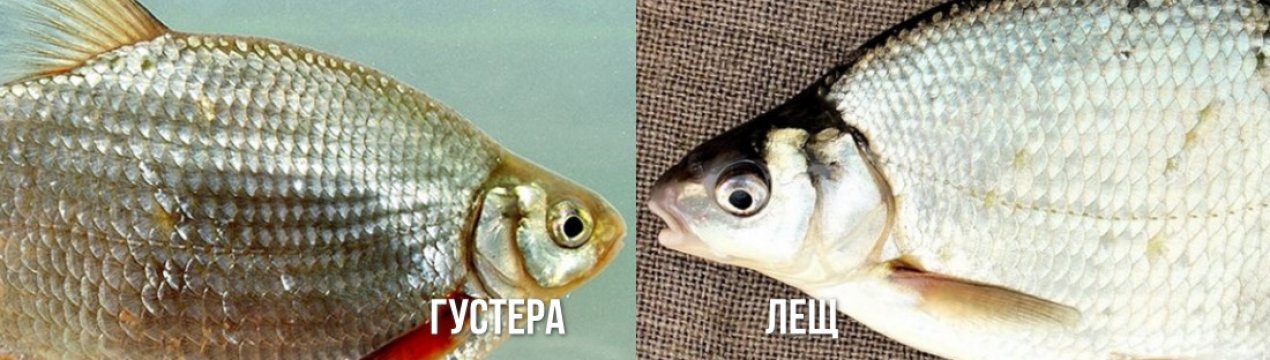 Лещ или густера что вкуснее. Смотреть фото Лещ или густера что вкуснее. Смотреть картинку Лещ или густера что вкуснее. Картинка про Лещ или густера что вкуснее. Фото Лещ или густера что вкуснее