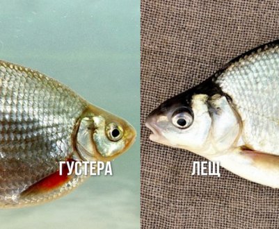 Чим відрізняється лящ від густери