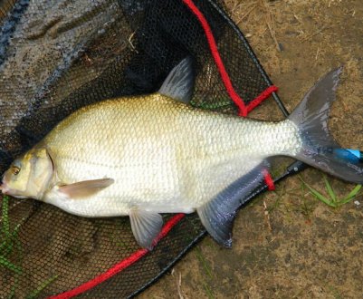 Найефективніша підгодовування і наживка для ляща