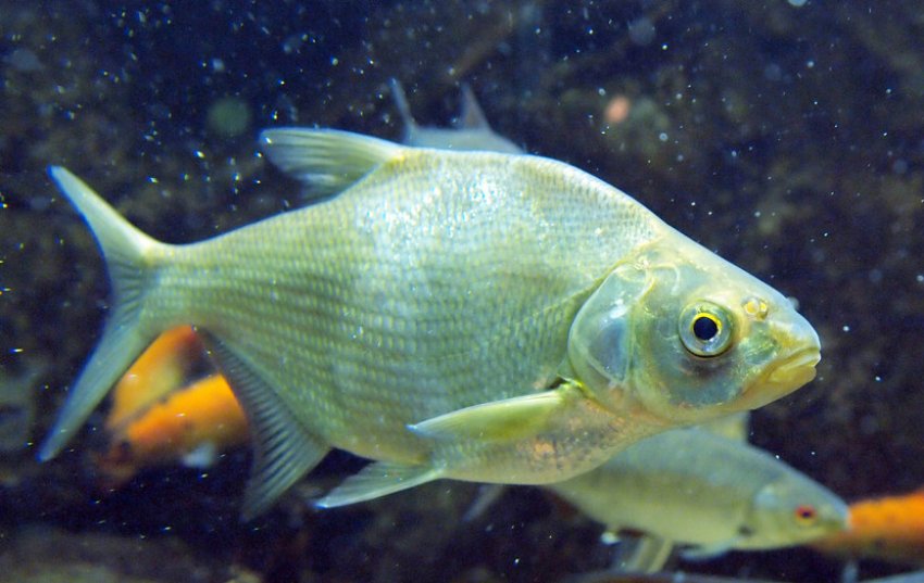 Лящ у річці