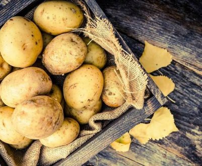 У Ірландії залишилось неозбиране 5% врожаю картоплі