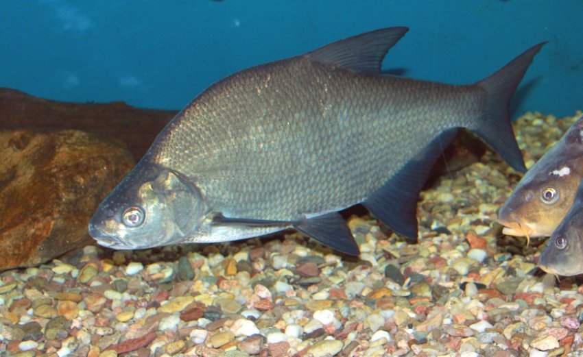 Харчування ляща