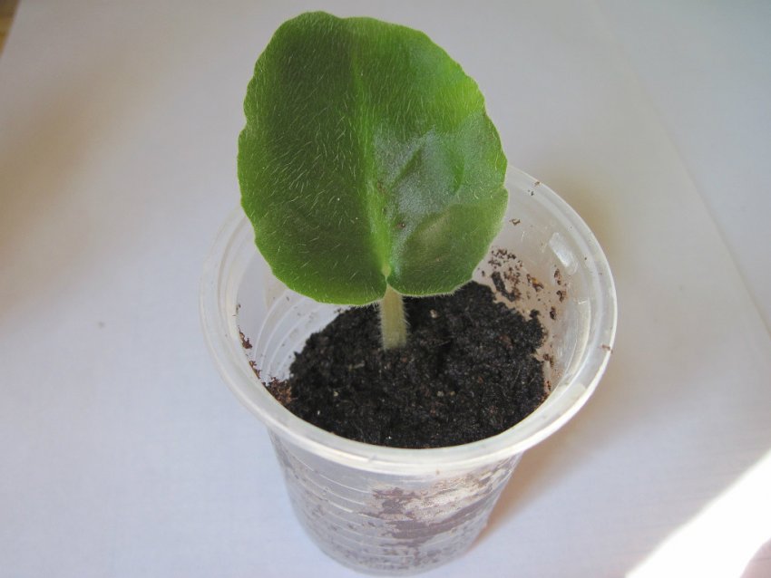 Живцювання фіалки ізольди