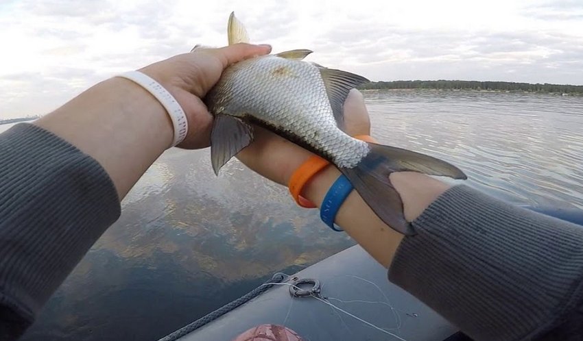 Ловля ляща на кільце