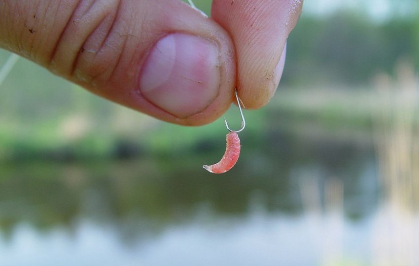 Наживка на ляща