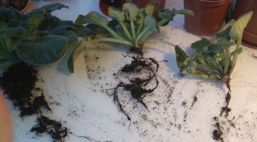 Розмноження фіалки діленням куща